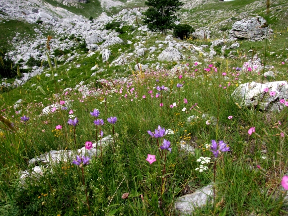 Fioriture in quota